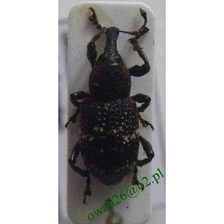 Pissodes scabricollis Miller, 1859 Smolik świerkowiec